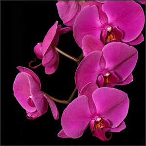 How to Grow Moth Orchids Indoors