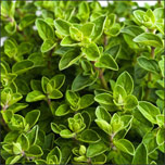 Oregano