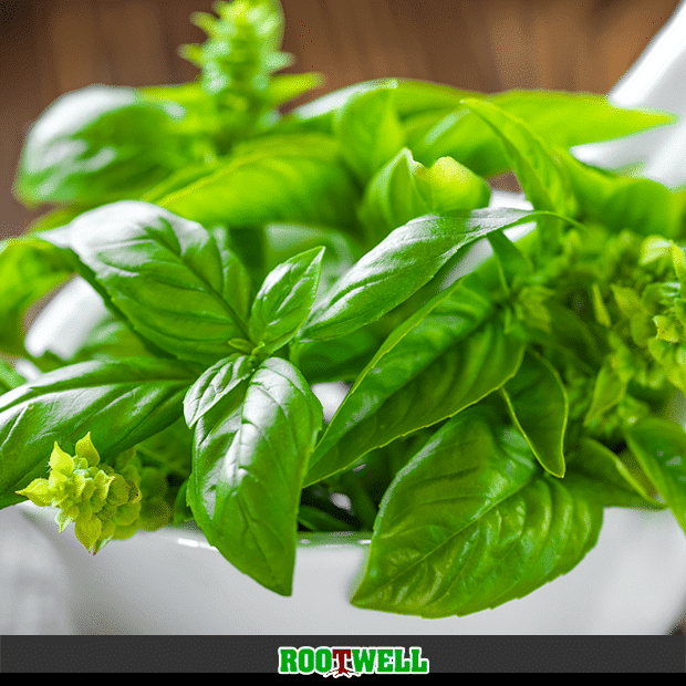 How to Grow Organic Basil At Home