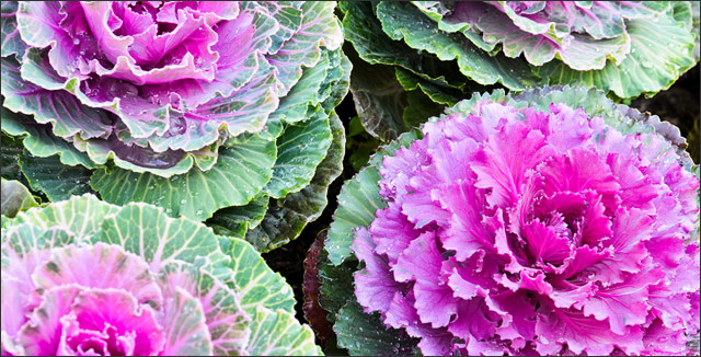 Backyard Gardening - How to Grow Ornamental Kale