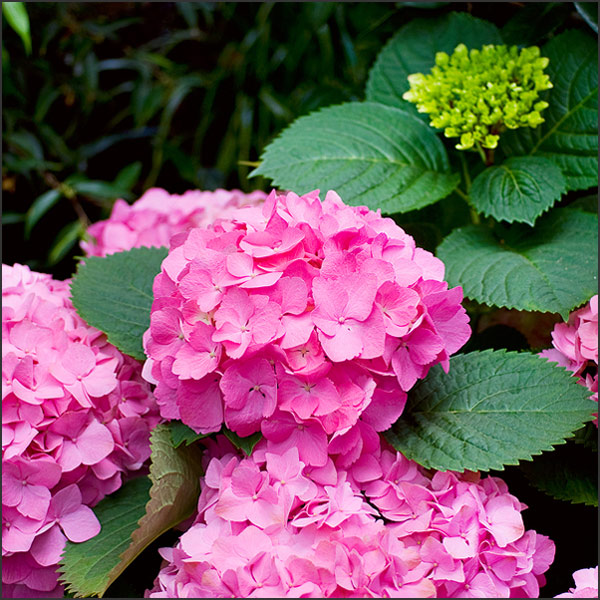 Comprehensive Guide on How to grow Perfect Hydrangeas