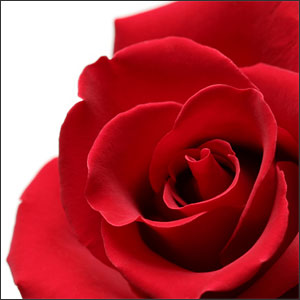 How to Pick the Perfect Rose for Your Valentine