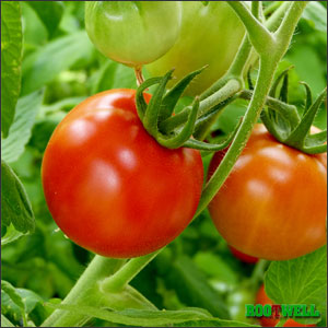 How to pick perfect tomatoes