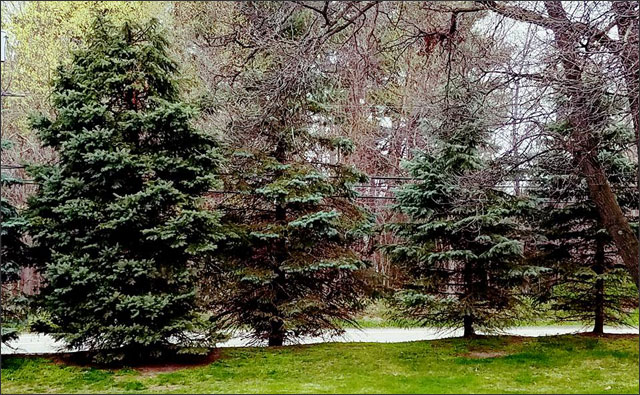 Pine trees - one on left with Rootwell Pro-318s showing how to prevent a tree from dying