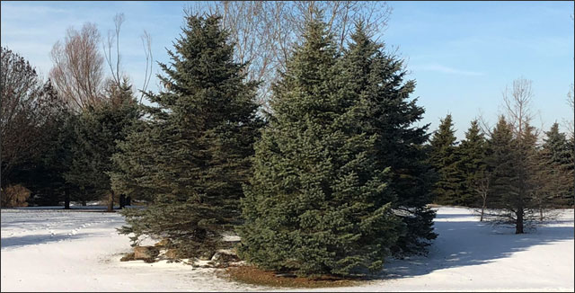 Pine