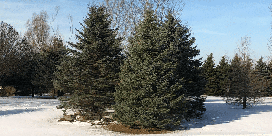Pine Trees 101: Top Tips on How to Prune and Care for Evergreens