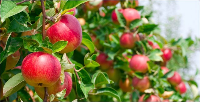 Apples on tree - why plants fail to produce fruit