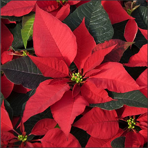 How to Care For Poinsettias This Holiday Season