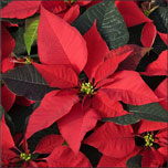 Poinsettias