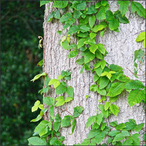 Poison ivy vine on tree