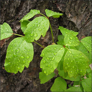 Poison oak on tree