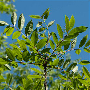 Poison sumac 