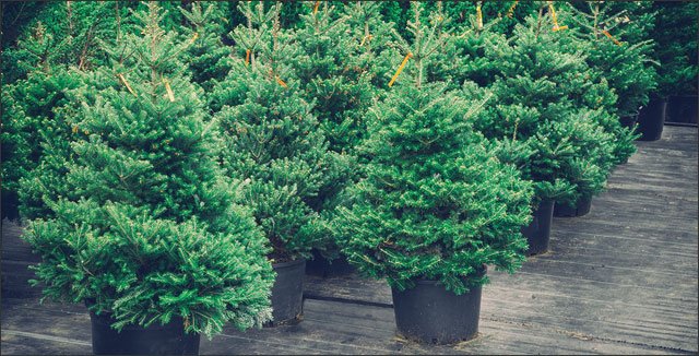 Potted Christmas tree care