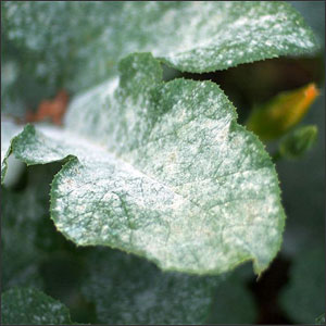 Powdery mildew on pumpkin leaves