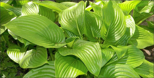 Hosta depicting propagating hostas