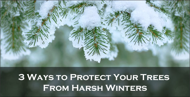 3 Ways to Protect Your Trees From Harsh Winters