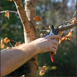 Pruning a maple tree