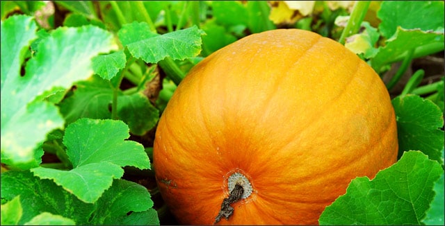 October Gardening Tips for the Pacific Northwest