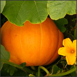 How to Grow and Care for Flawless Pumpkins 