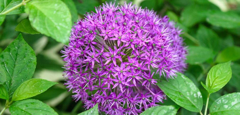 Purple Sensation Allium - spring flowering bulbs flower