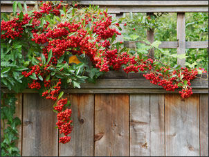 Pyracantha plant climbing on fence