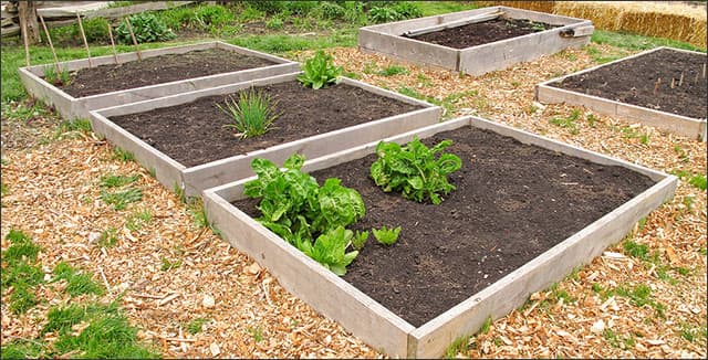 Raised beds gardening
