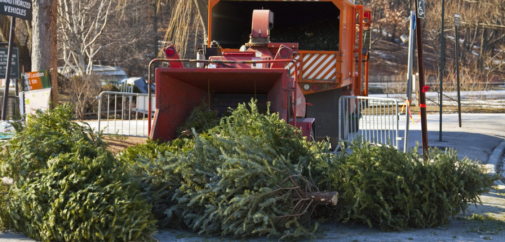 Recycling Christmas trees