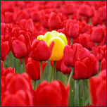 Red tulips Red tulips
