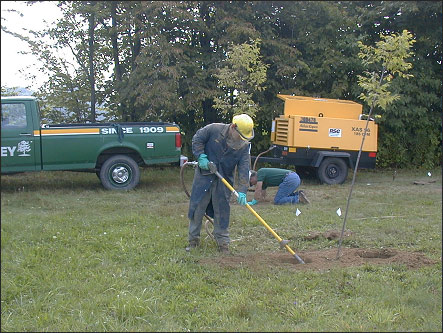 Root evaluation using an air spade to excavate the evaluation area.