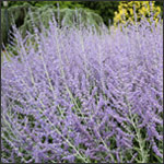 Russian sage