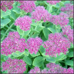 sedum perennial - Deep Root Aeration Tubes | Rootwell Sedum perennial