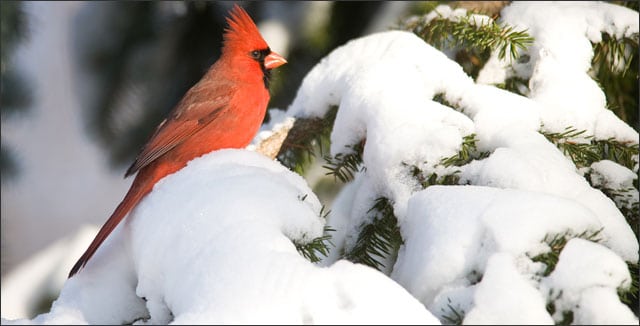 4 Ways to Shield Your Shrubs from Harsh Winter Weather