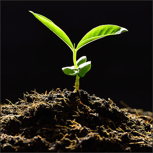 Why Your Garden Soil’s pH Levels Matter