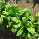 Spinach