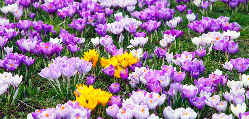 Top 25 Earliest Blooming Spring Flowers, Shrubs & Trees - Gardening Tips