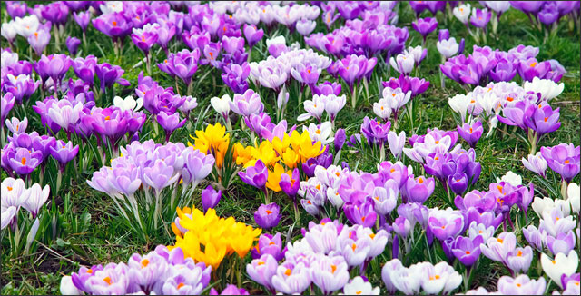 Early spring flowers - crocus