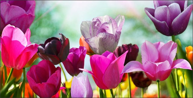 Early spring flowers