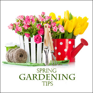 March Gardening Tips for the Northeast
