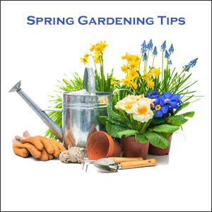 Spring gardening tips southeast
