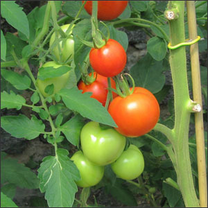 How to Stake Tomato Plants in 3 Easy Steps