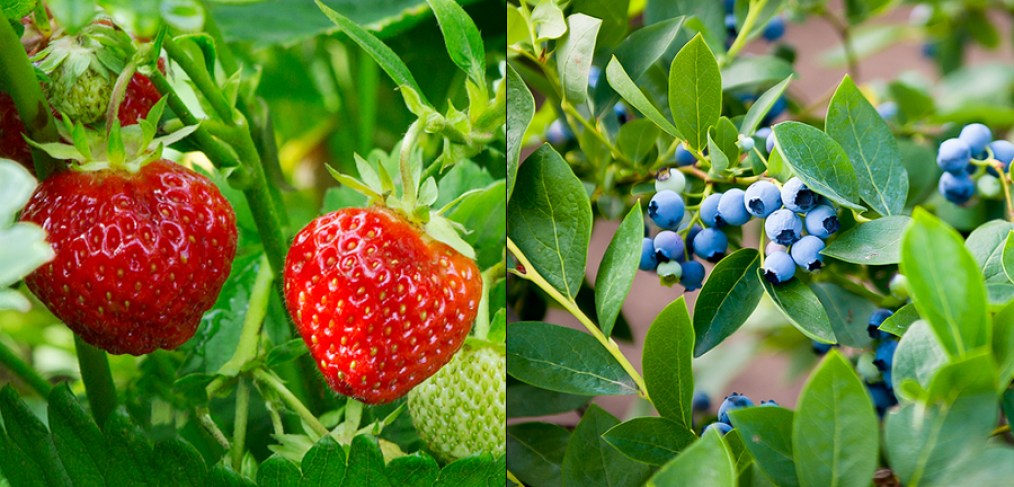 Strawberries and blueberries