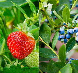 Strawberries and blueberries