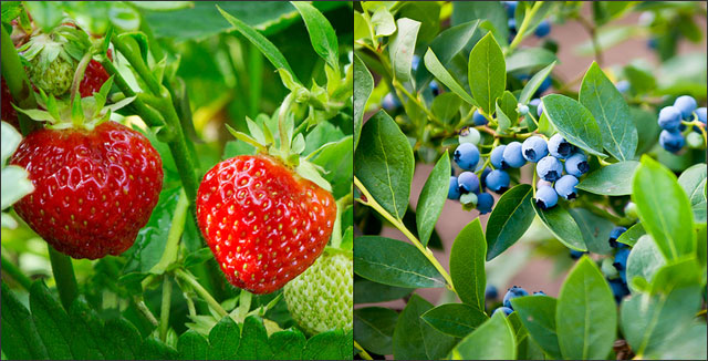 Strawberries and blueberries