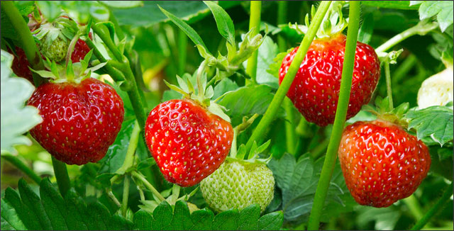 Fresh strawberries