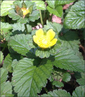 Organic strawberry plant