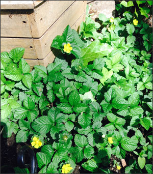 Strawberry plants flowering