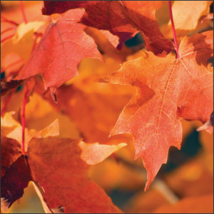 sugar maple - Deep Root Aeration Tubes | Rootwell Sugar maple leaves in fall