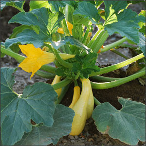 How to Grow Summer Squash with Ease