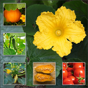 Summertime vegetables
