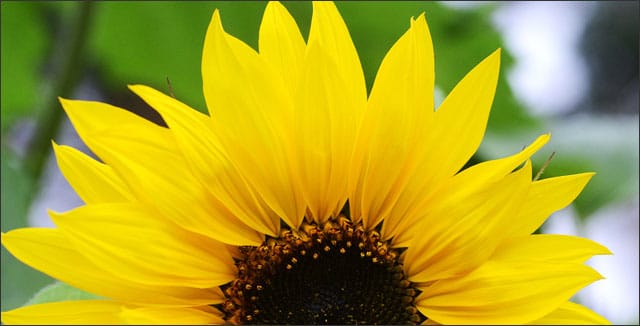 sunflower